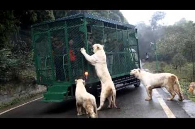 Обед приехал 