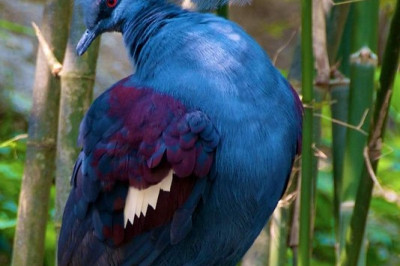 Веероносный венценосный голубь