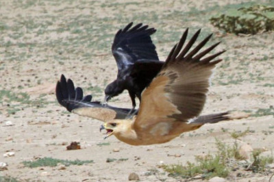 Забавные моменты с воронами