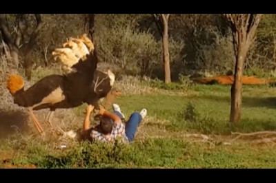 Нападение страуса 