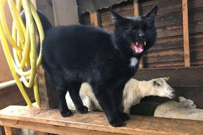 Овцы дают отпор коту 