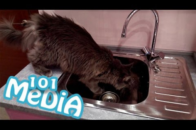 Позитив от котов и кошек 