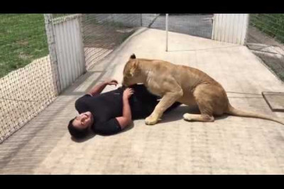 Реакция львицы на спасшего его человека