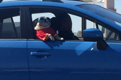 Крутой мопс 