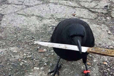 Любопытные вороны