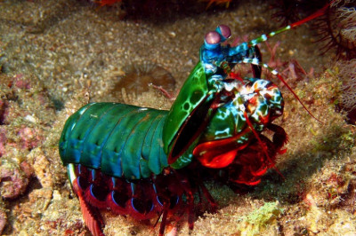 Удивительные  обитатели морских глубин 