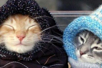 Умилительные мордашки 