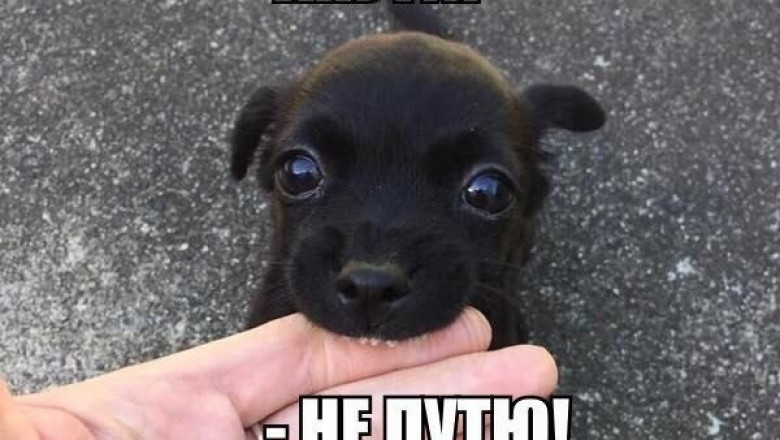 Забавные фотомены для настроения 