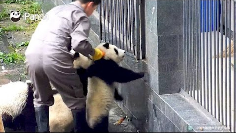 Как детёныши панды рвались на свободу 