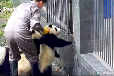 Как детёныши панды рвались на свободу 