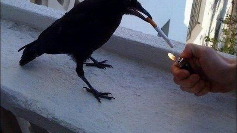 Птицы увлеклись табаком