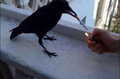 Птицы увлеклись табаком