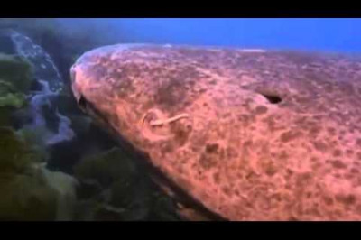 Самое долгоживущие позвоночное 