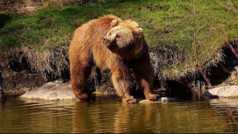 Медведь погнался за велосипедистом 
