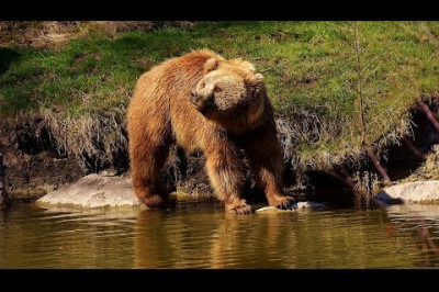 Медведь погнался за велосипедистом 