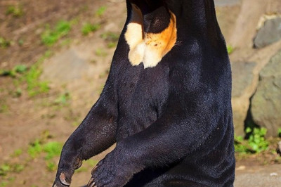 Медведь , вьющий гнёзда на деревьях 