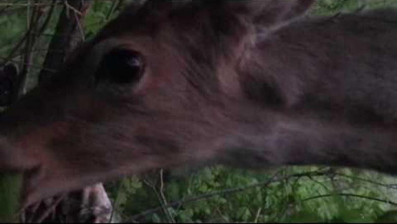 Олень облизывает ружьё