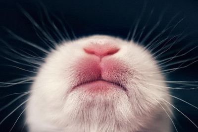 Умилительные фотографии новорождённого кролика 