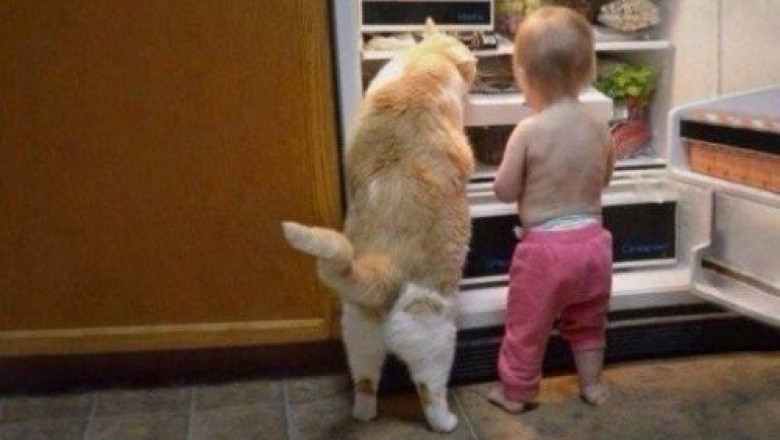 Эмоциональные фотографии животных 