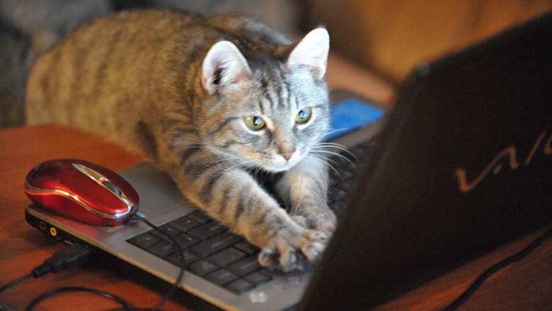 Коты знакомятся в сети