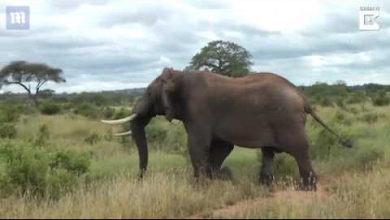 Слон-миротворец 