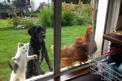 Животные очень заинтригованы 