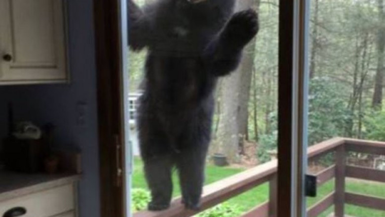 Медведь пришел в гости на чай