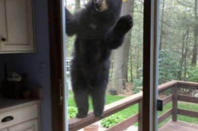 Медведь пришел в гости на чай