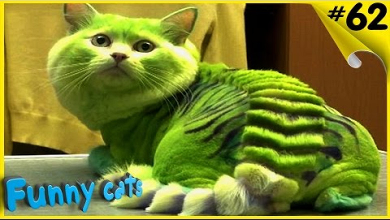 Странные стрижки котов 