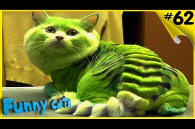 Странные стрижки котов 