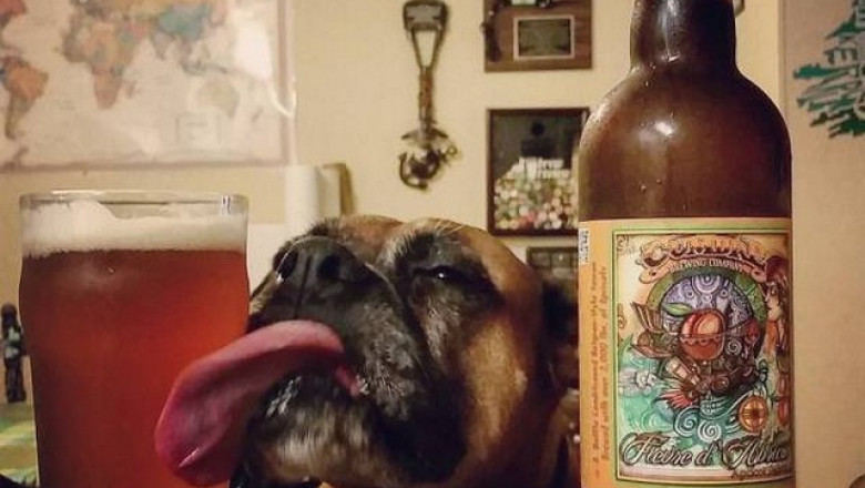 Позитивные фото собак  !