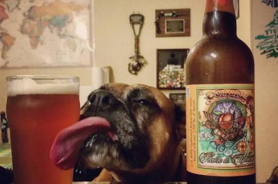 Позитивные фото собак  !