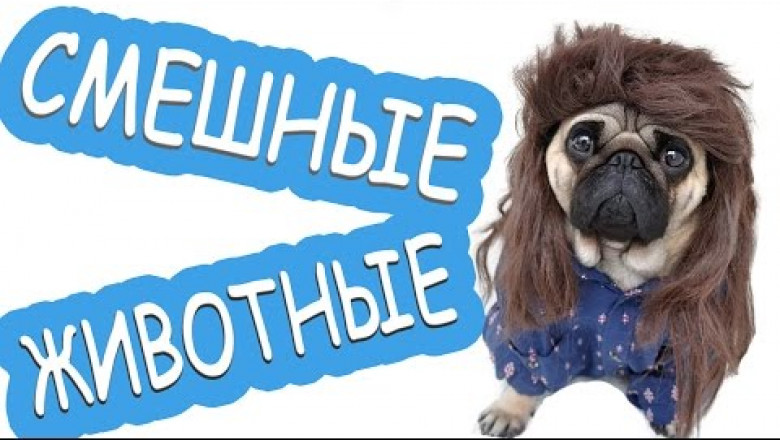 Сборник приколов с животными 