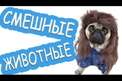 Сборник приколов с животными 