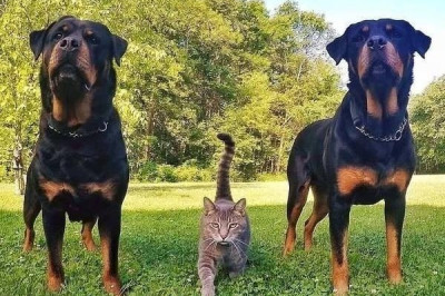 Серьезные коты идут на разборки