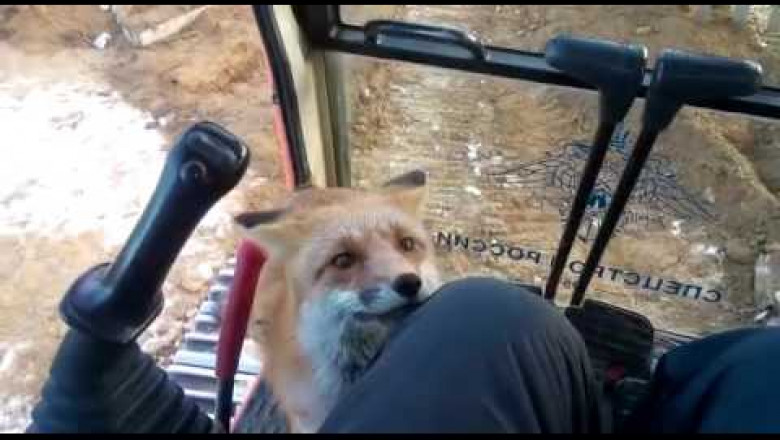 Сластёна лиса 