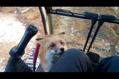 Сластёна лиса 