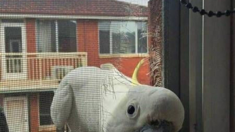 Любопытные попугаи