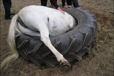 Любопытные животные попали в ловушку