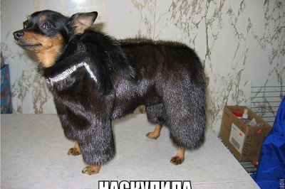 Наскулили и намяукали