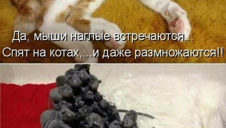 Свежая котоматрица для настроения 