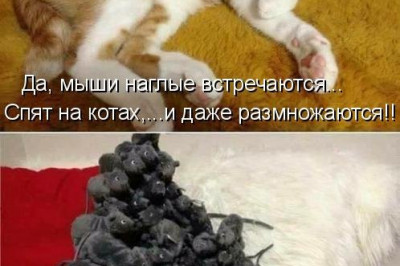Свежая котоматрица для настроения 