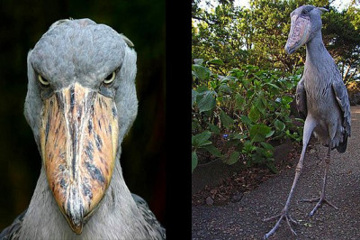 Жутковатые существа нашей планеты 