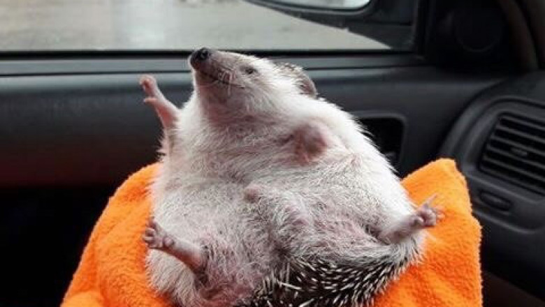 Позитив от ёжика 