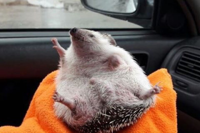 Позитив от ёжика 