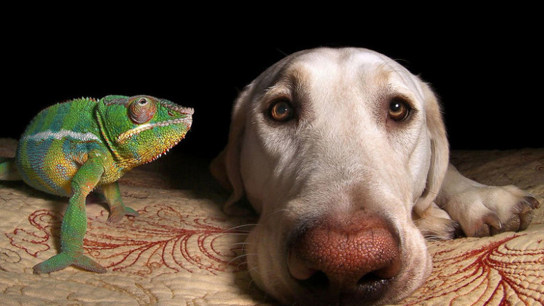 Дружба в мире животных 