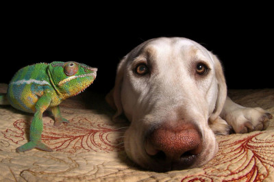 Дружба в мире животных 