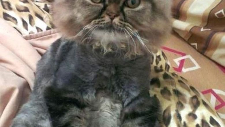 Неудачная стрижка 