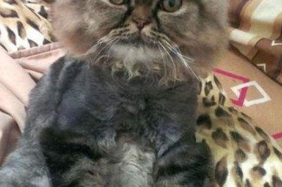 Неудачная стрижка 