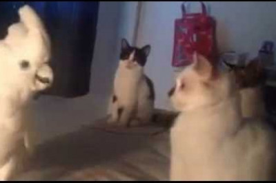 Какаду мяукает как кошка 